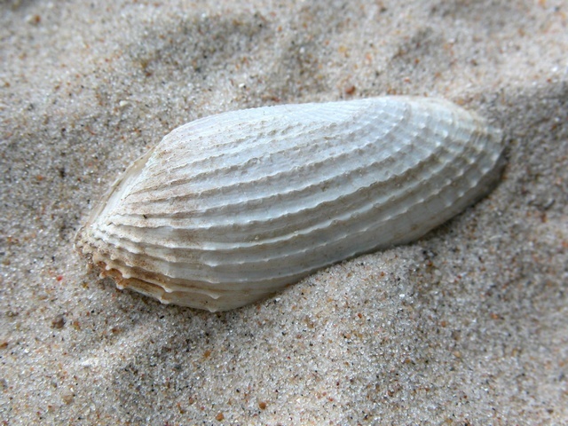 White Piddock, photo 1 of 10