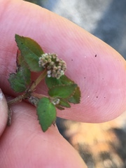 Euphorbia ophthalmica image