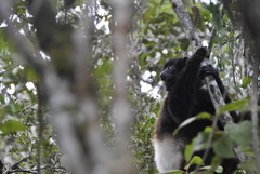 Propithecus edwardsi