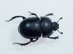 Trypocopris pyrenaeus