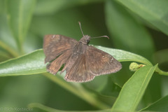 Erynnis meridianus