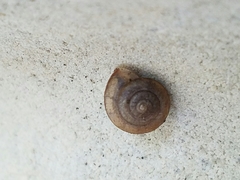 Bradybaena similaris image