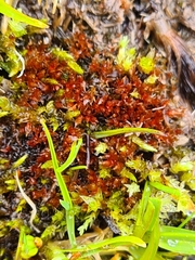 Ptychostomum pallens