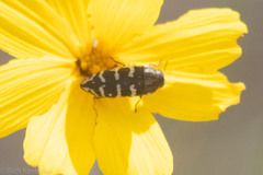 Acmaeodera bowditchi