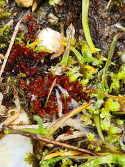 Ptychostomum pallens