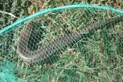 Chalcides ocellatus tiligugu