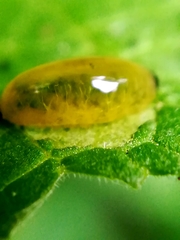 Diptera