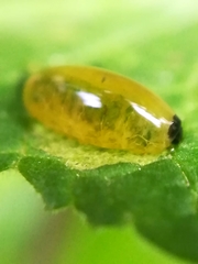 Diptera