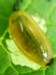 Diptera