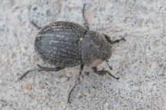 Phyllophaga cribrosa