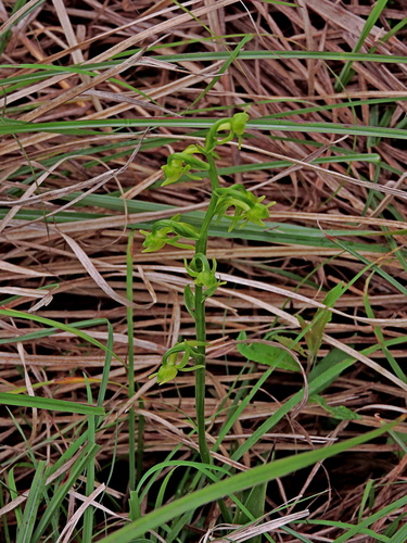 Image of Platanthera mandarinorum by (c) Jacy Chen, some rights reserved (CC BY)