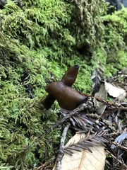 Gyromitra