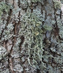 Ramalina fraxinea