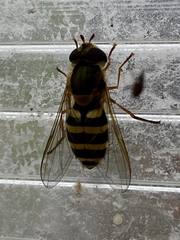 Syrphus ribesii
