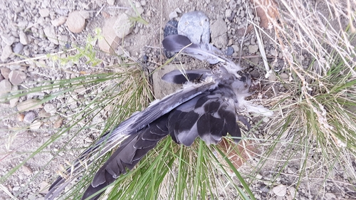 Feral Pigeon photographed in Montana