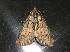 Hydriomena perfracta