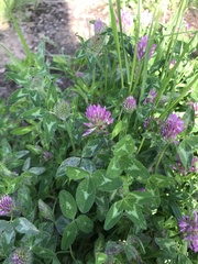 Trifolium pratense