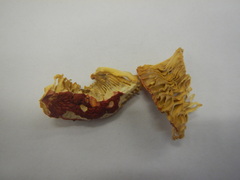 Russula flavisiccans