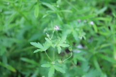 Geranium divaricatum