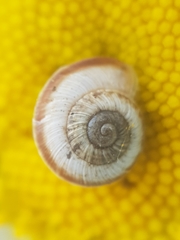 Helicella itala