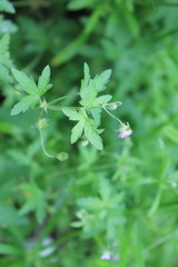 Geranium divaricatum