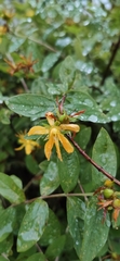 Hypericum xylosteifolium, photograph (c) Denis Ibaev, some rights reserved (CC BY)
