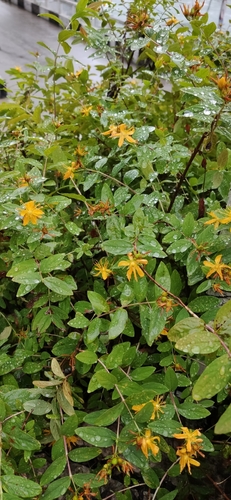 Hypericum xylosteifolium, photograph 2
