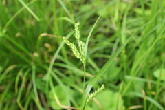 Carex davisii