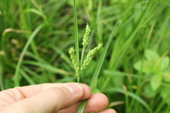 Carex davisii