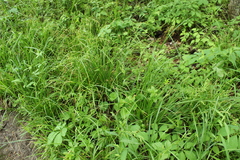 Carex davisii