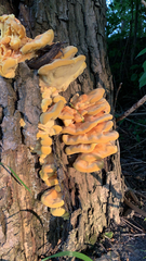 Laetiporus sulphureus