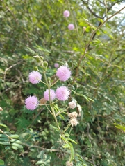 Mimosa pudica