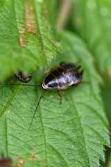 Ectobius sylvestris