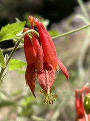 Aquilegia eximia