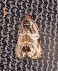 Olethreutes griseoalbana