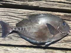 Prionurus microlepidotus