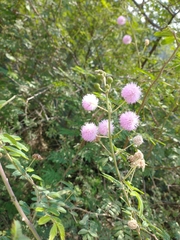 Mimosa pudica