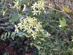 Clematis forsteri