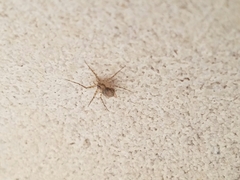 Murricia uva