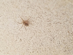 Murricia uva