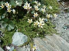 Saxifraga bryoides