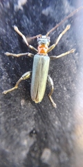 Oedemera croceicollis