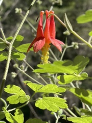 Aquilegia eximia