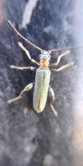 Oedemera croceicollis
