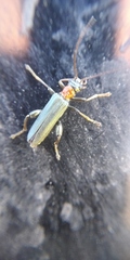Oedemera croceicollis