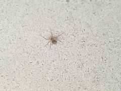 Murricia uva