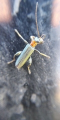 Oedemera croceicollis