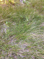 Poa anceps