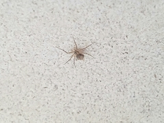 Murricia uva