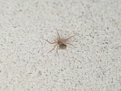 Murricia uva